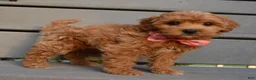 Shihpoo dogs for sale: Sadie - Ad 6
