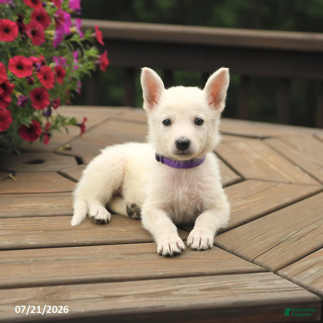 German Shepherd dogs for sale: Muffin - Ad 3