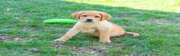 Labrador Retriever dogs for sale: Eggo - Ad 1