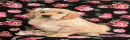 Golden Retriever dogs for sale: Carrie - Ad 2
