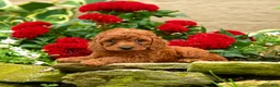 Miniature Poodle dogs for sale: Sugar Plum - Ad 4