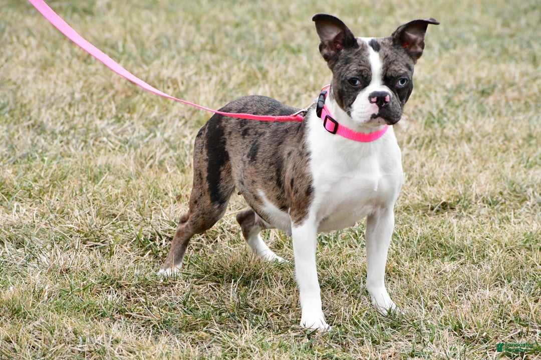 Mixed Breed dogs for sale: Scout - Ad 11