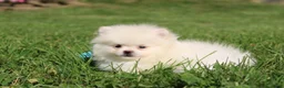 Pomeranian dogs for sale: Mochi - Ad 8