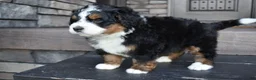 Mini Bernedoodle dogs for sale: Jett - Ad 10