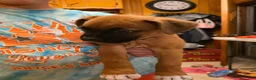 Boxer dogs for sale: Bear - Ad 13