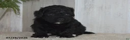 Maltipoo dogs for sale: Piper - Ad 5