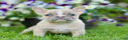 French Bulldog dogs for sale: Reba  - Ad 2