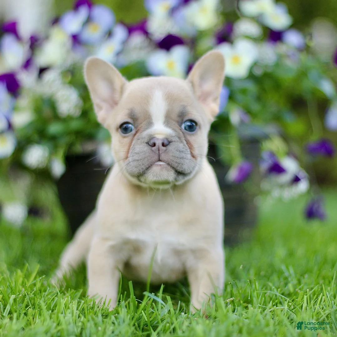 French Bulldog dogs for sale: Reba  - Ad 2