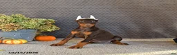 Doberman Pinscher dogs for sale: Nova - Ad 3