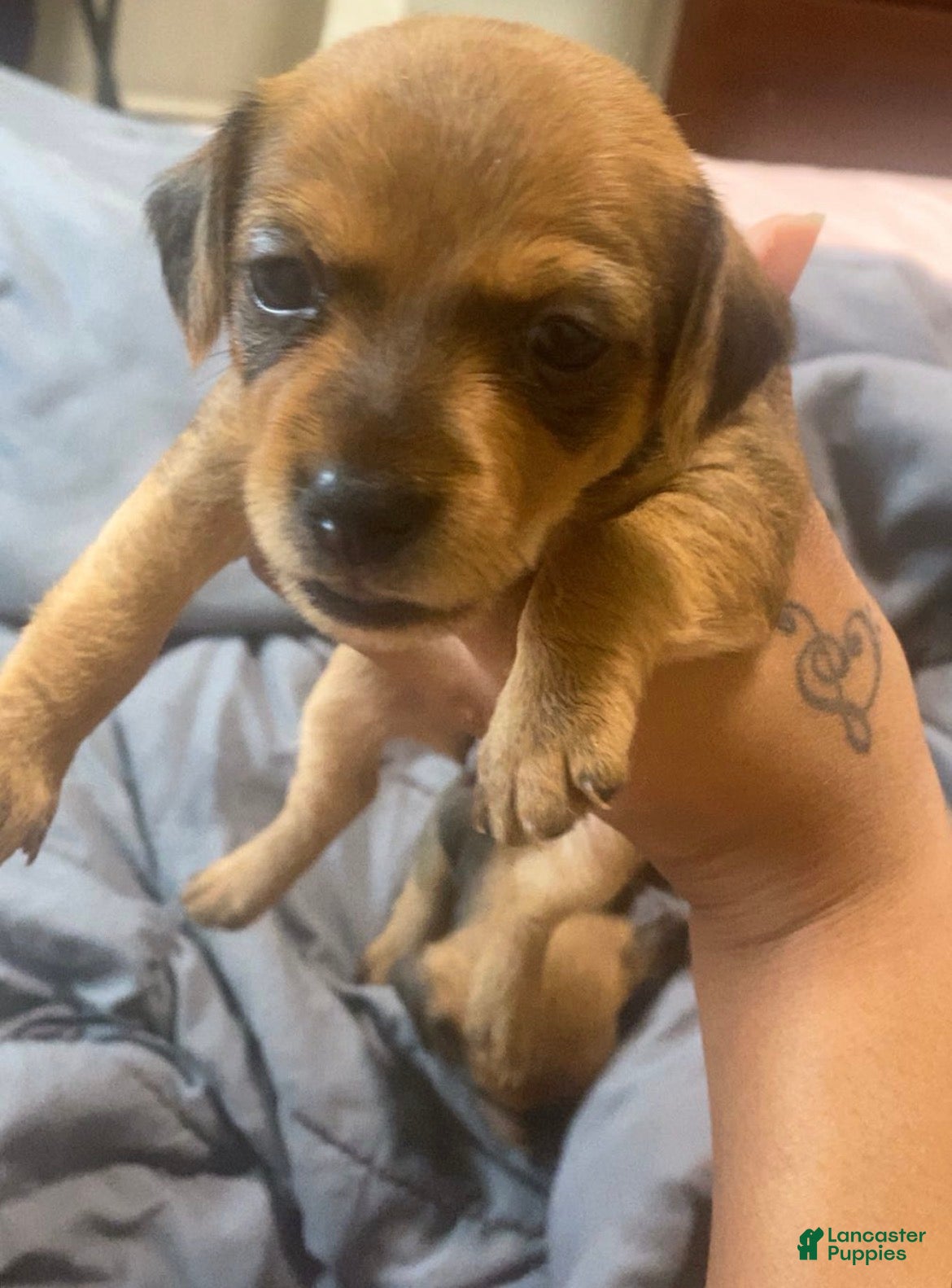 Chorkie dogs Chorkie Puppy 1 - Ad 7