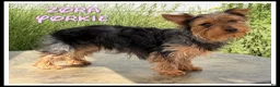 Yorkshire Terrier dogs for sale: Zora - Ad 1