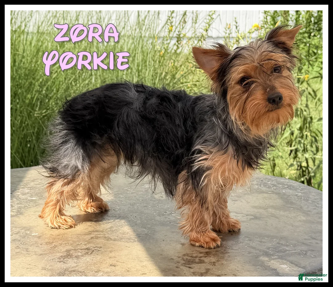 Yorkshire Terrier dogs for sale: Zora - Ad 1