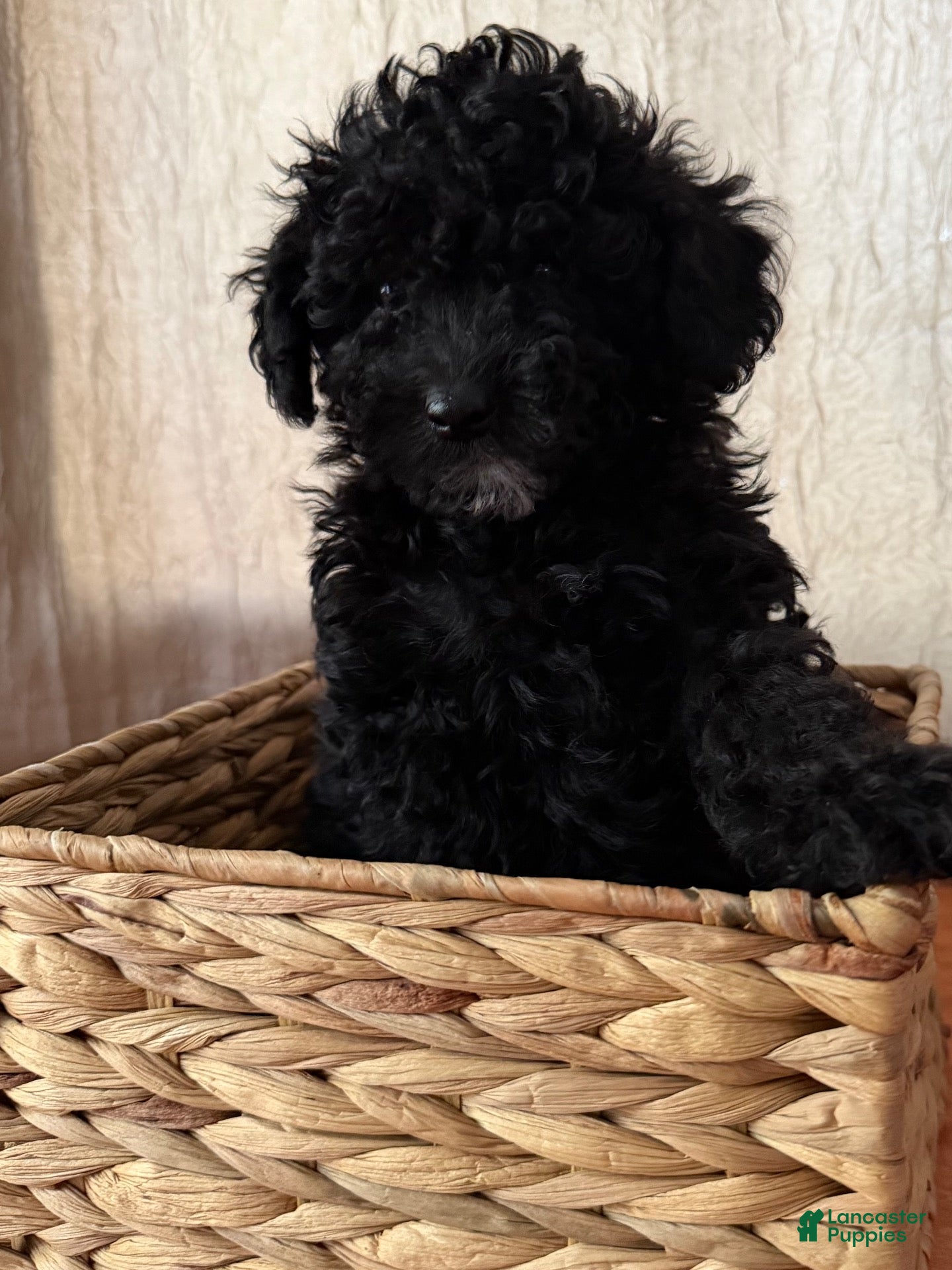 Toy Poodle dogs for sale: Toy Poodle black  - Ad 19