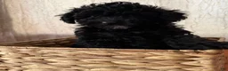 Toy Poodle dogs for sale: Toy Poodle black  - Ad 1
