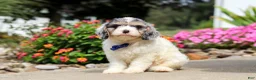 Cavapoo dogs for sale: Jaxson - Ad 2