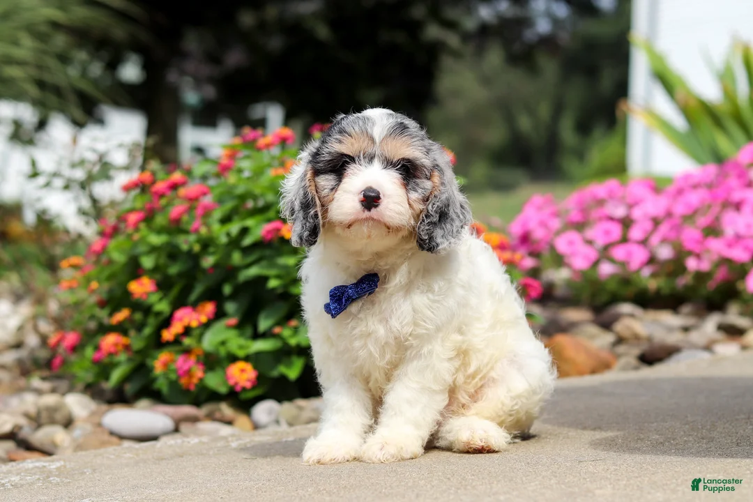 Cavapoo dogs for sale: Jaxson - Ad 2