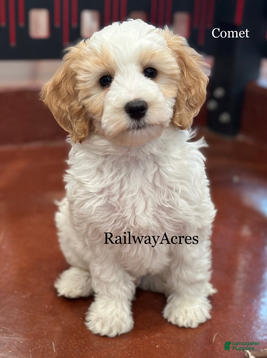 Mixed Breed dogs for sale: Comet - Ad 1