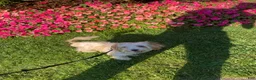 Biewer Terrier dogs for sale: Marcello - Ad 15