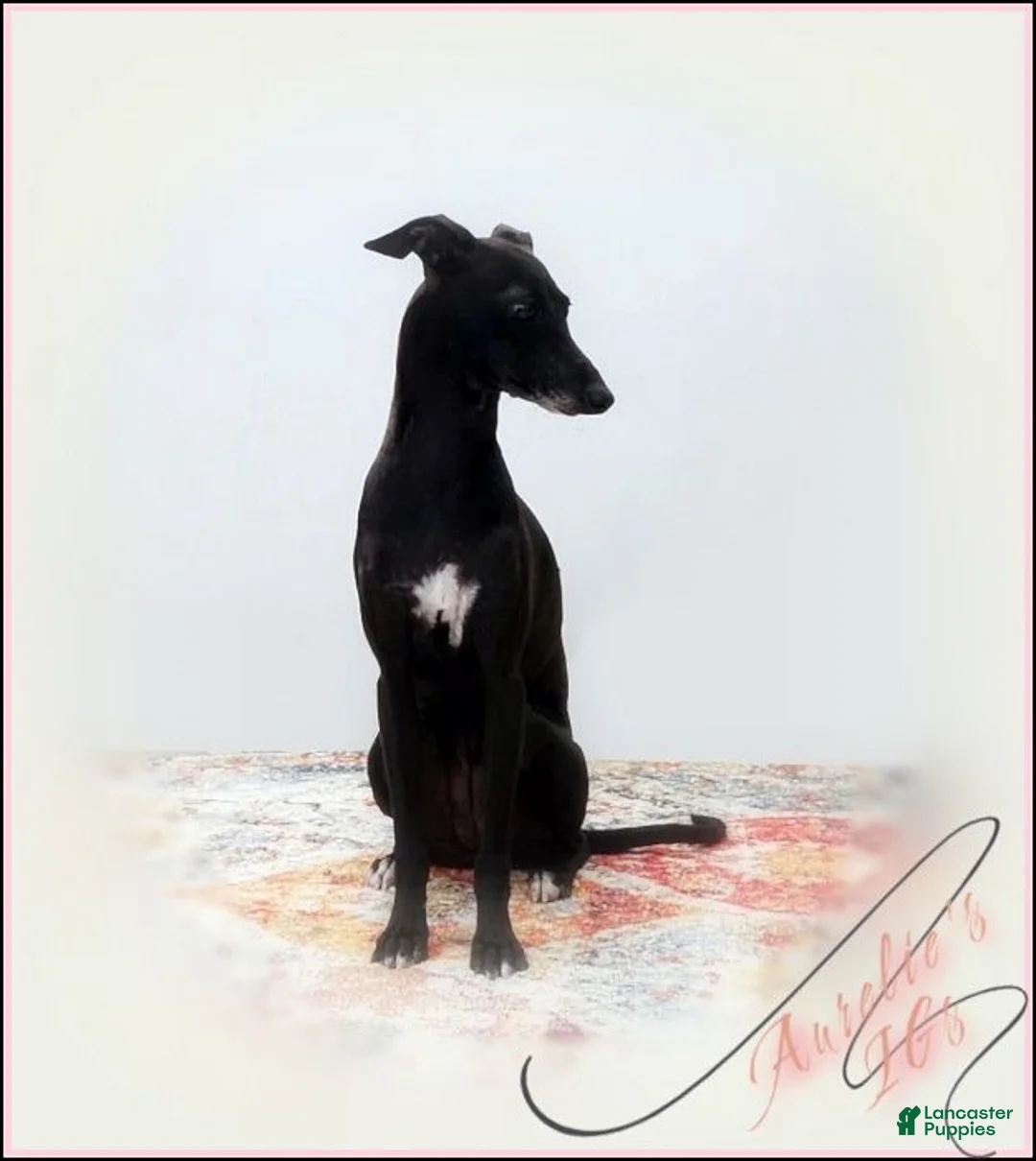 Italian Greyhound dogs for sale: Sebastian - Ad 14