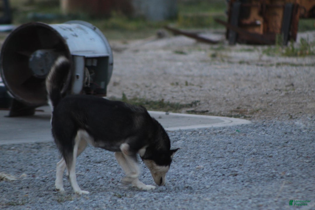 Siberian Husky dogs for sale: Siberian Husky Puppy 1 - Ad 4