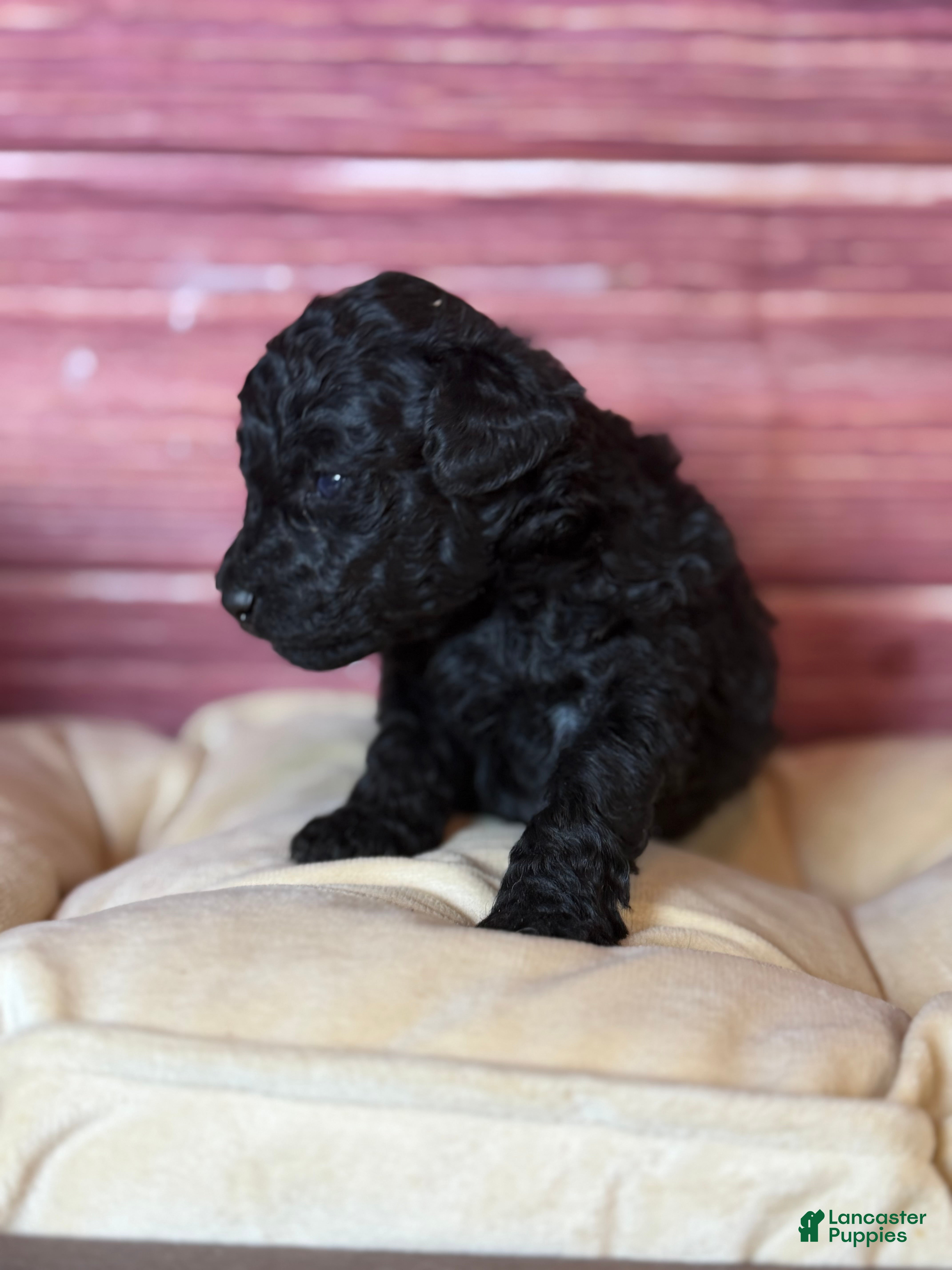 Toy Poodle dogs Bruno - Ad 2