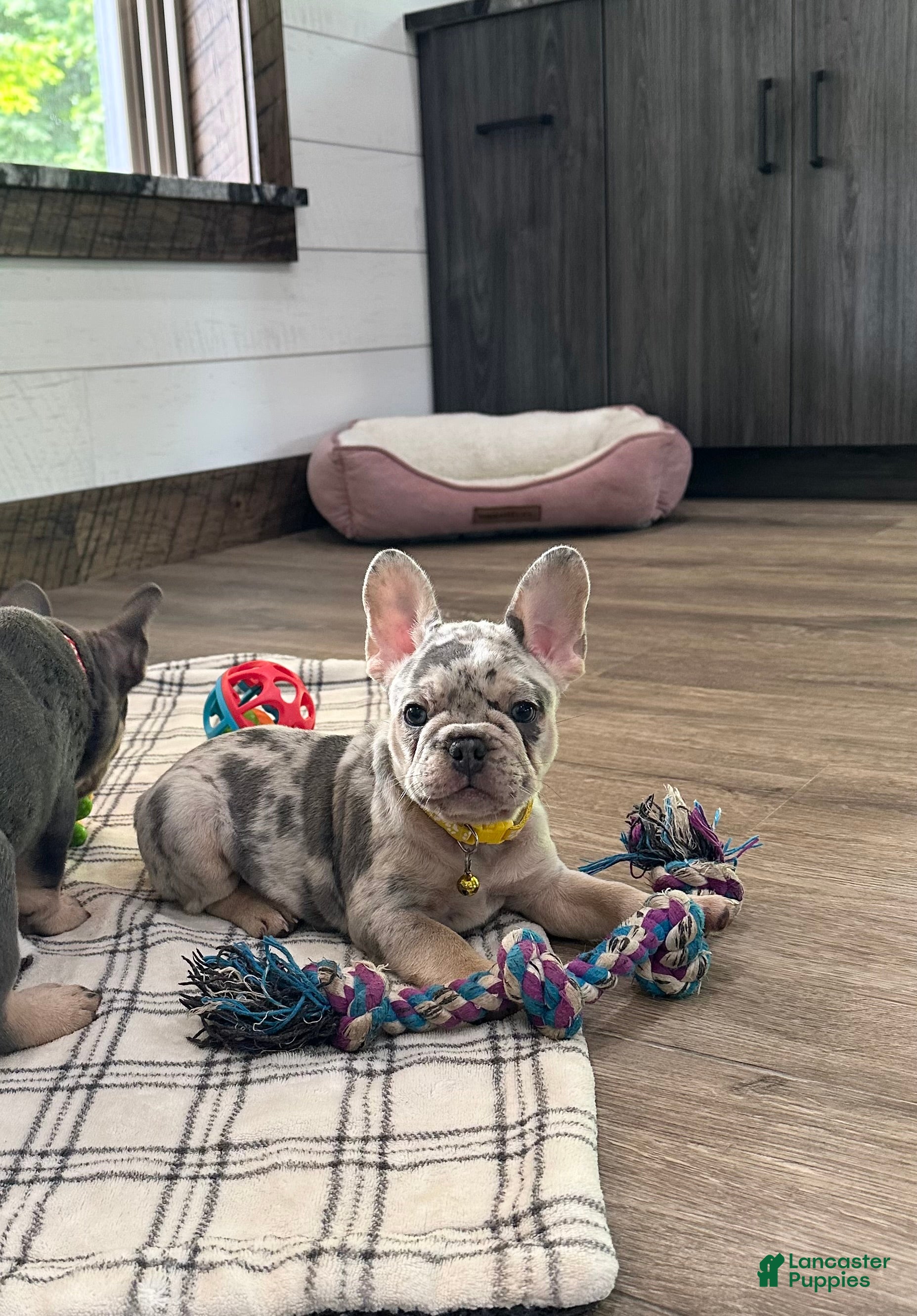 French Bulldog dogs Leo - Ad 2