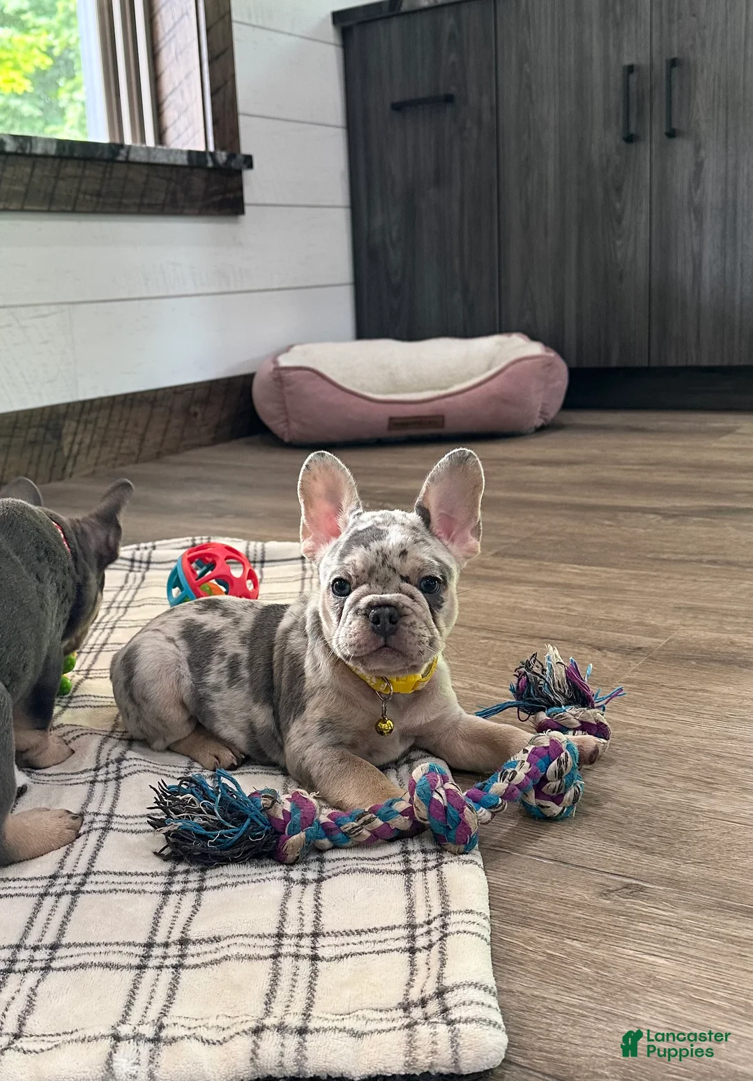 French Bulldog dogs for sale: Leo - Ad 1