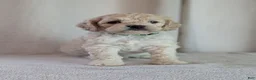 Cockapoo dogs for sale: Alfie - Ad 12