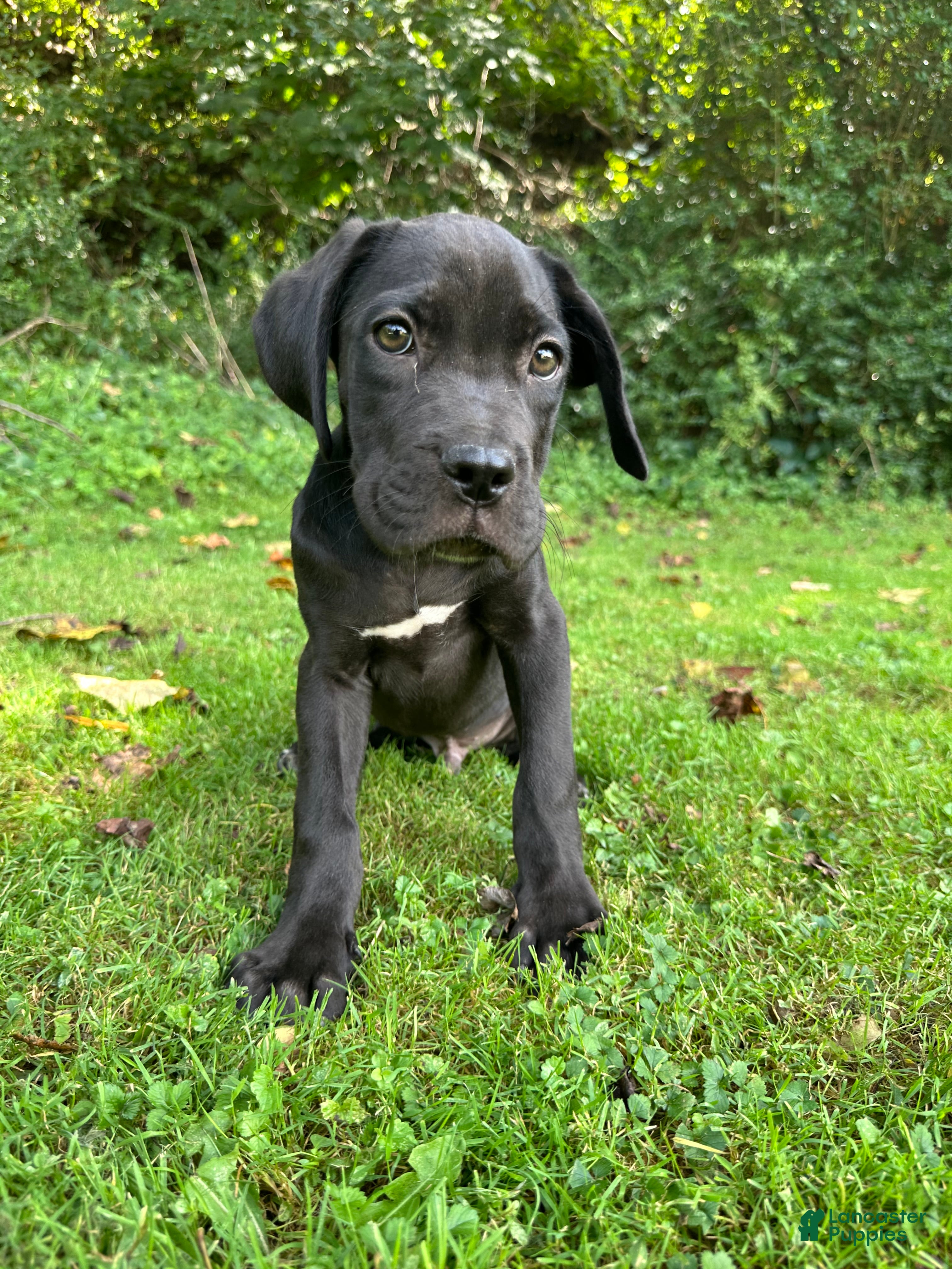 Cane Corso dogs for sale: Titan - Ad 4