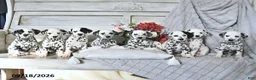 Dalmatian dogs for sale: Pongo - Ad 5