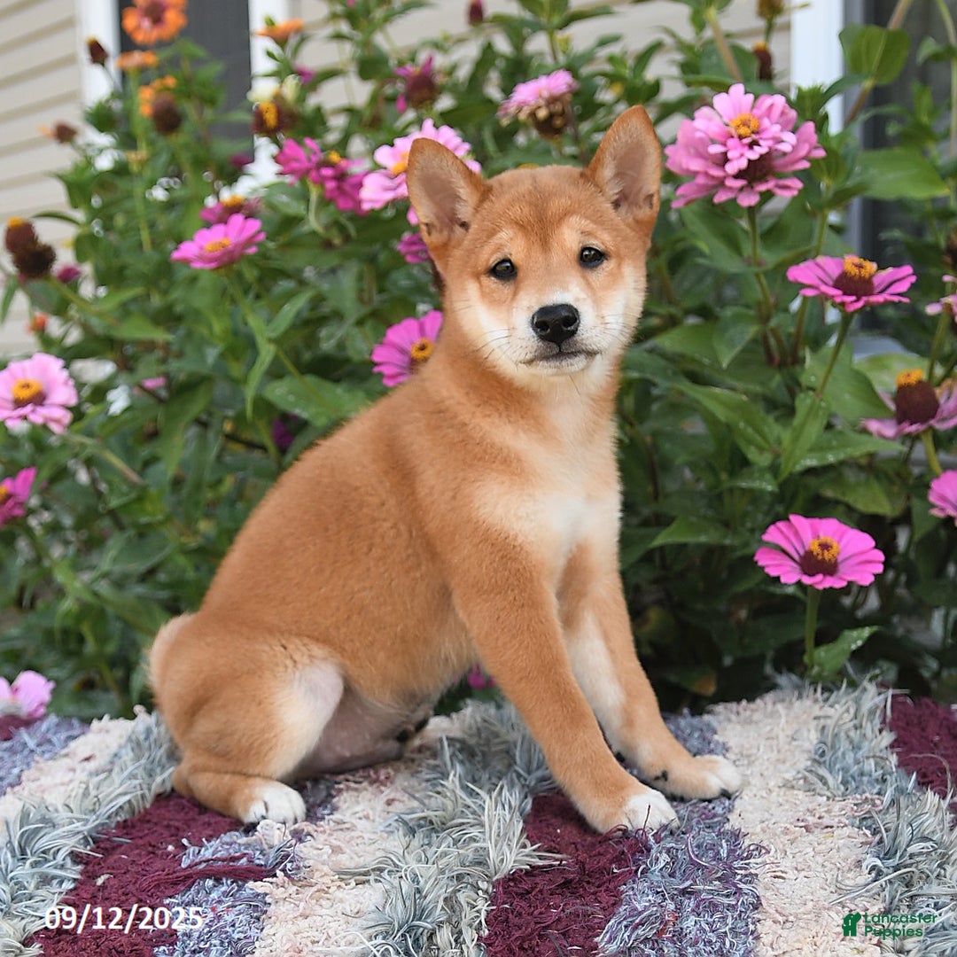 Shiba Inu dogs for sale: Shiba Inu 4 puppies - Ad 18