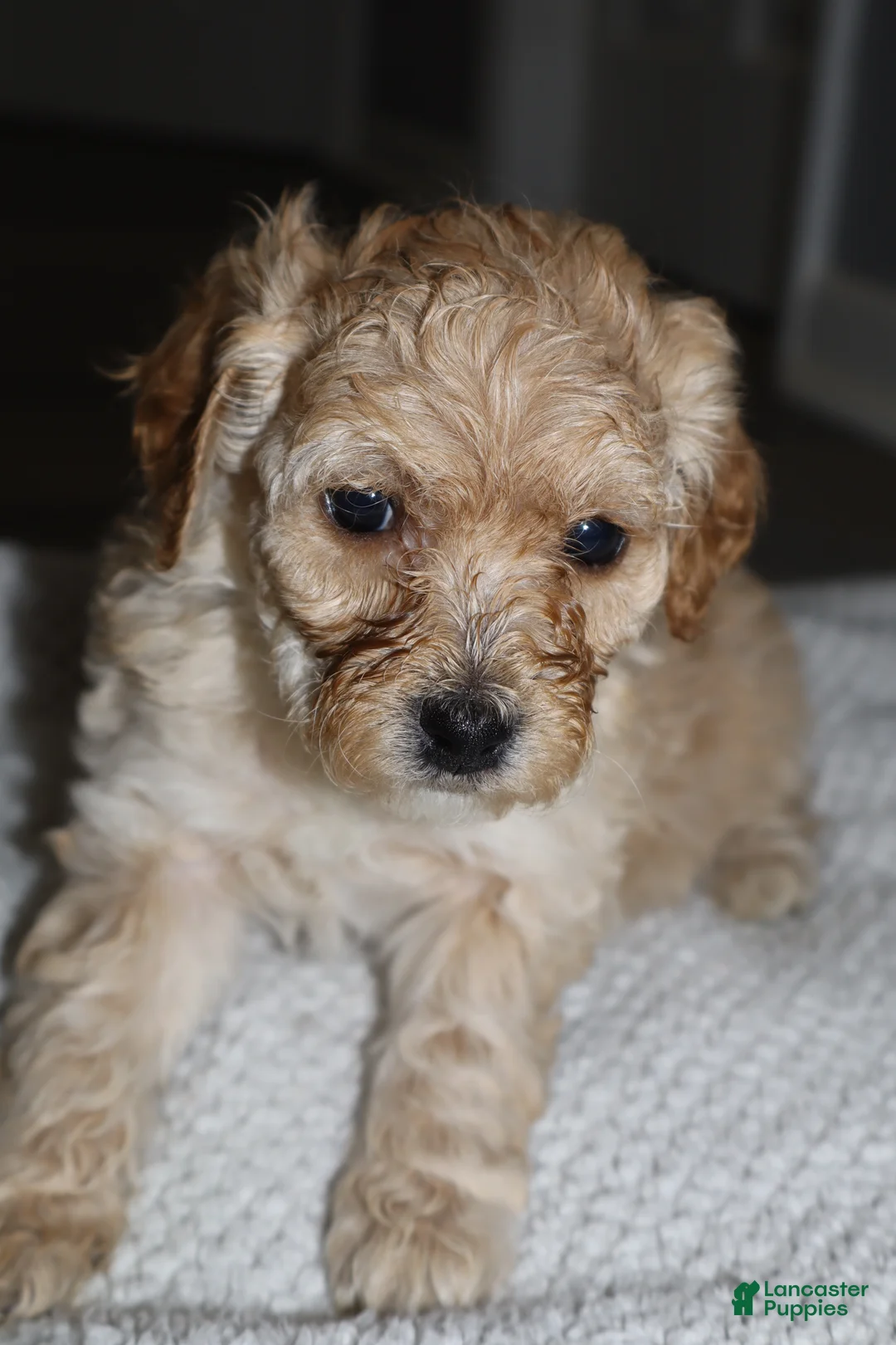 Miniature Poodle dogs for sale: Miniature Poodle Puppy 2 - Ad 2
