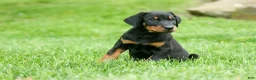 Doberman Pinscher dogs for sale:  Diesel (Black Rust)🐶🤎✨ - Ad 6