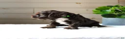 Cockapoo dogs for sale: Oliver - Ad 3