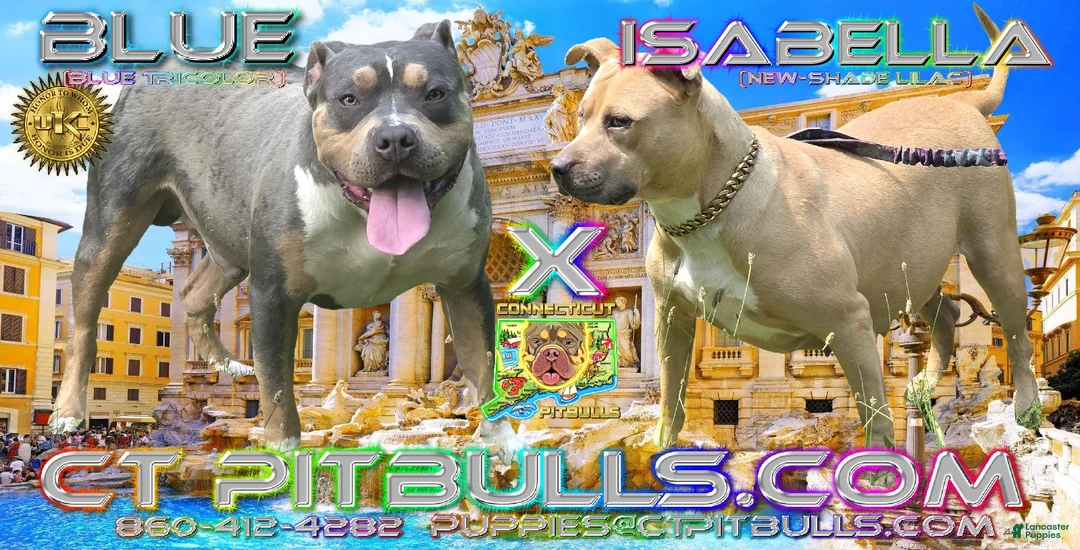 American Bully dogs for sale: OLIVE - Ad 3