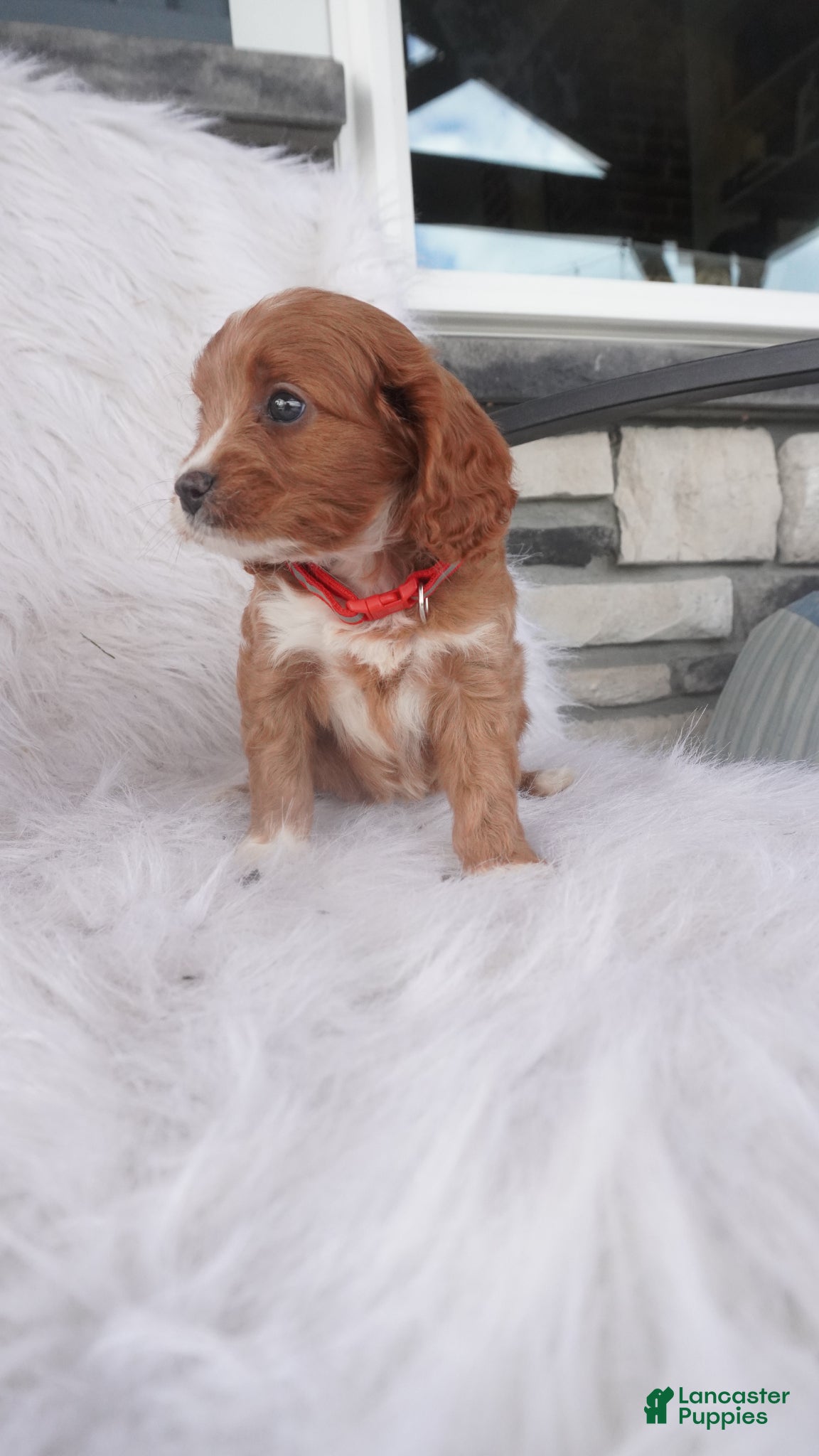 Cavapoo dogs Sport  - Ad 2