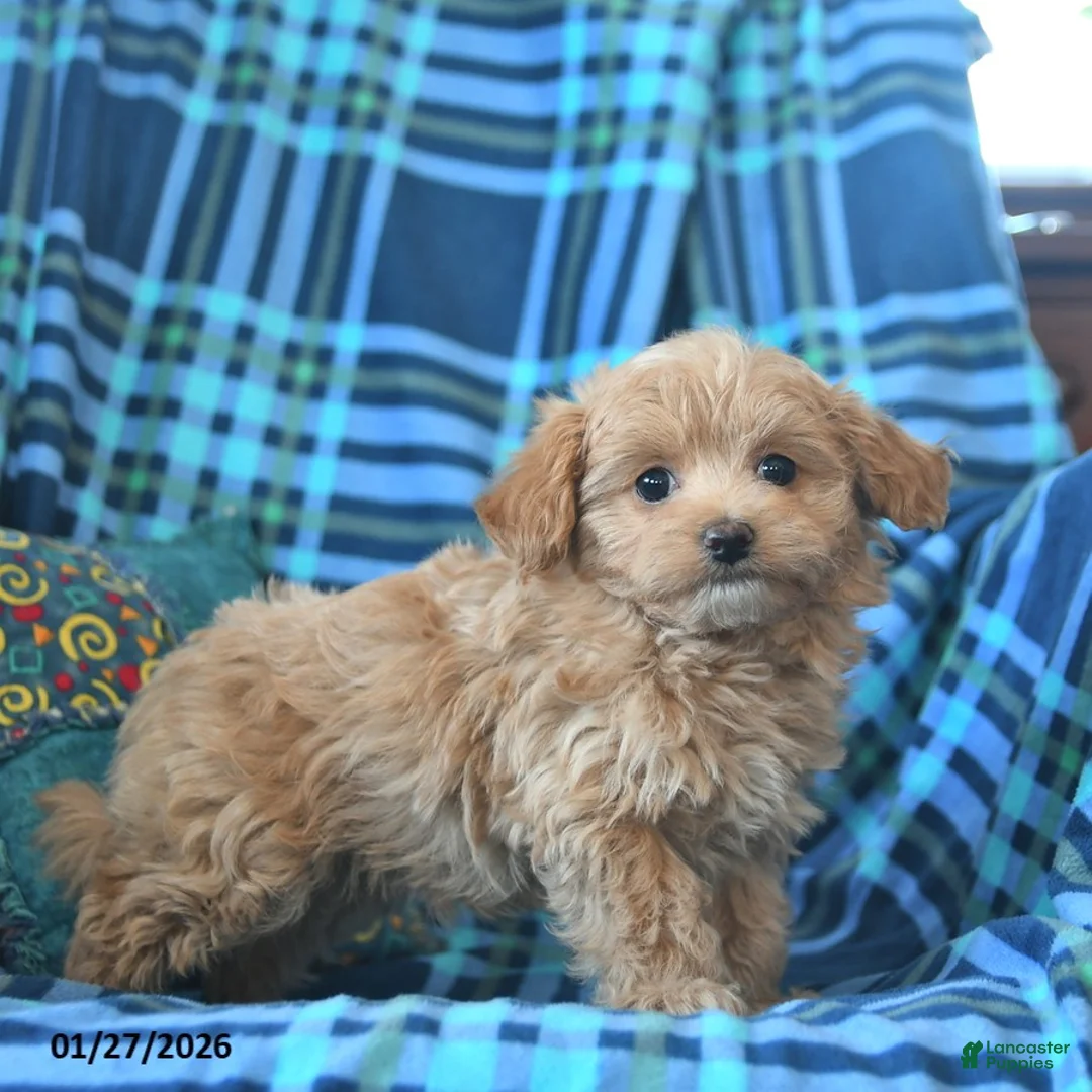 Maltipoo dogs for sale: Lena  - Ad 3