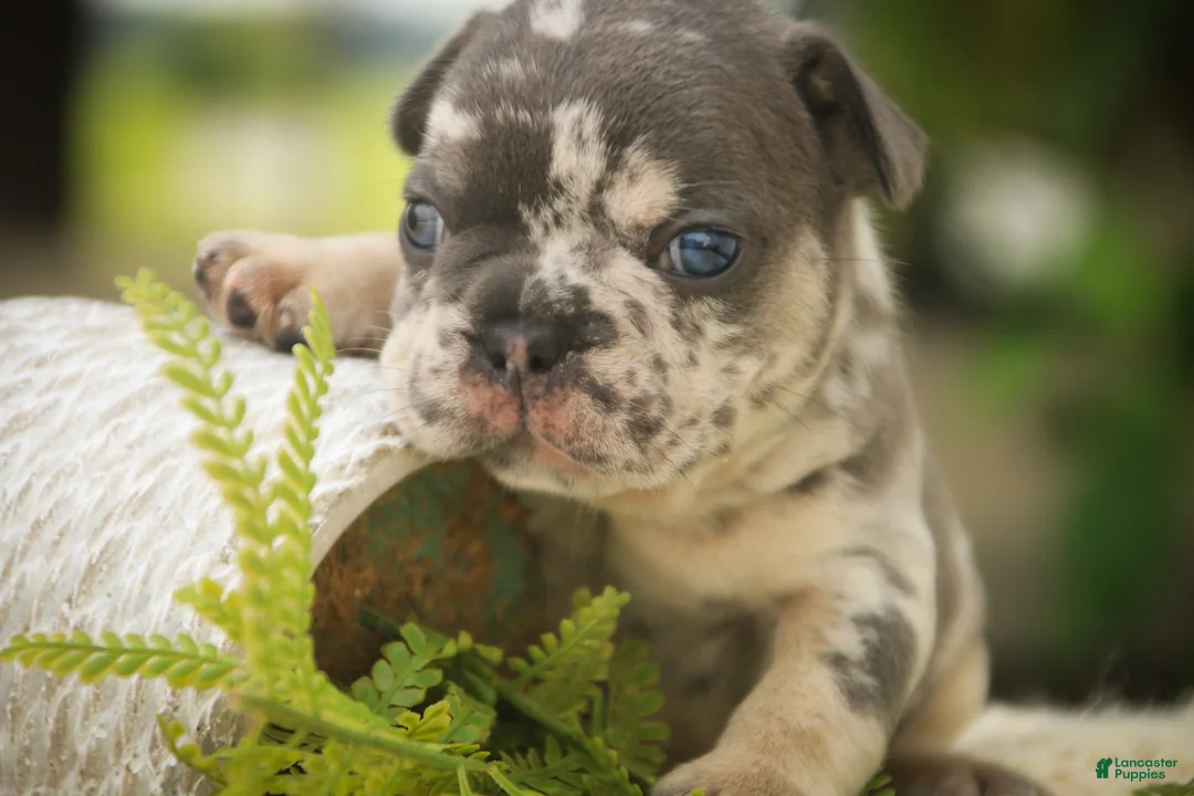 French Bulldog dogs for sale: Sawyer French Bulldog  - Ad 2