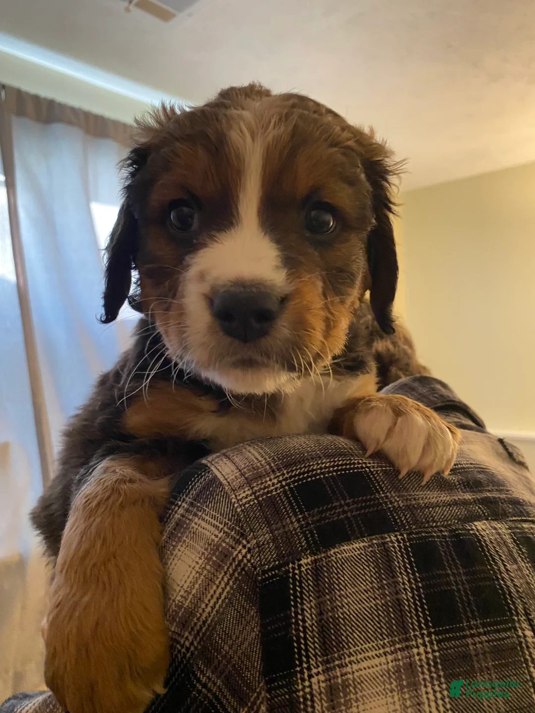 Bernedoodle dogs for sale: Bernedoodle Puppy 5 - Ad 10