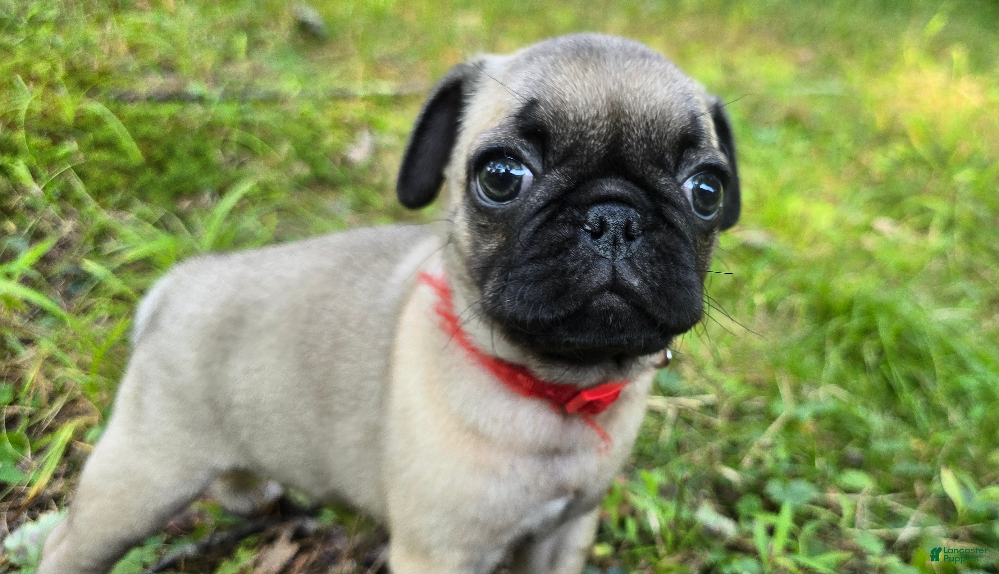 Pug dogs Bo - Ad 1