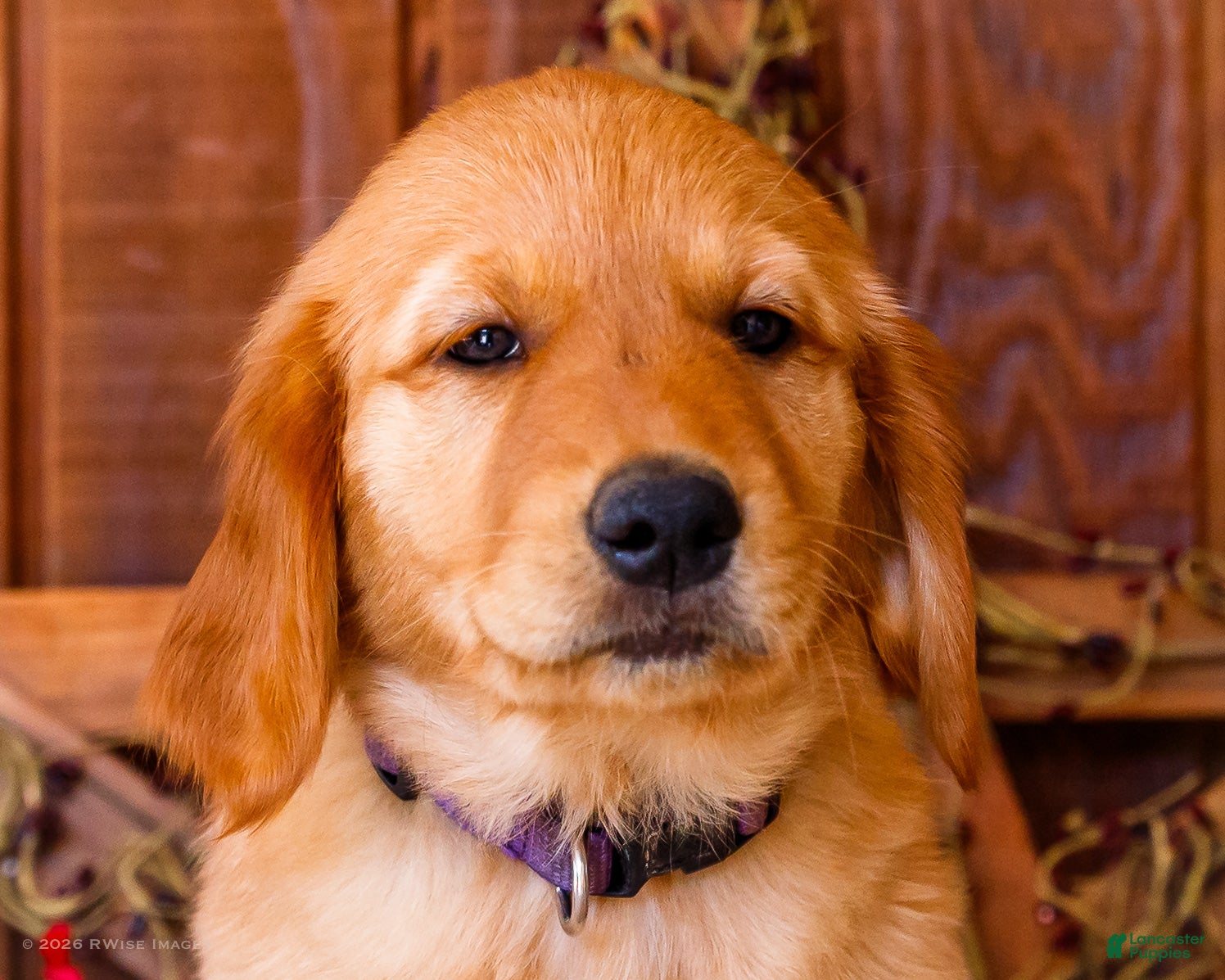 Golden Retriever dogs Violet - Ad 2