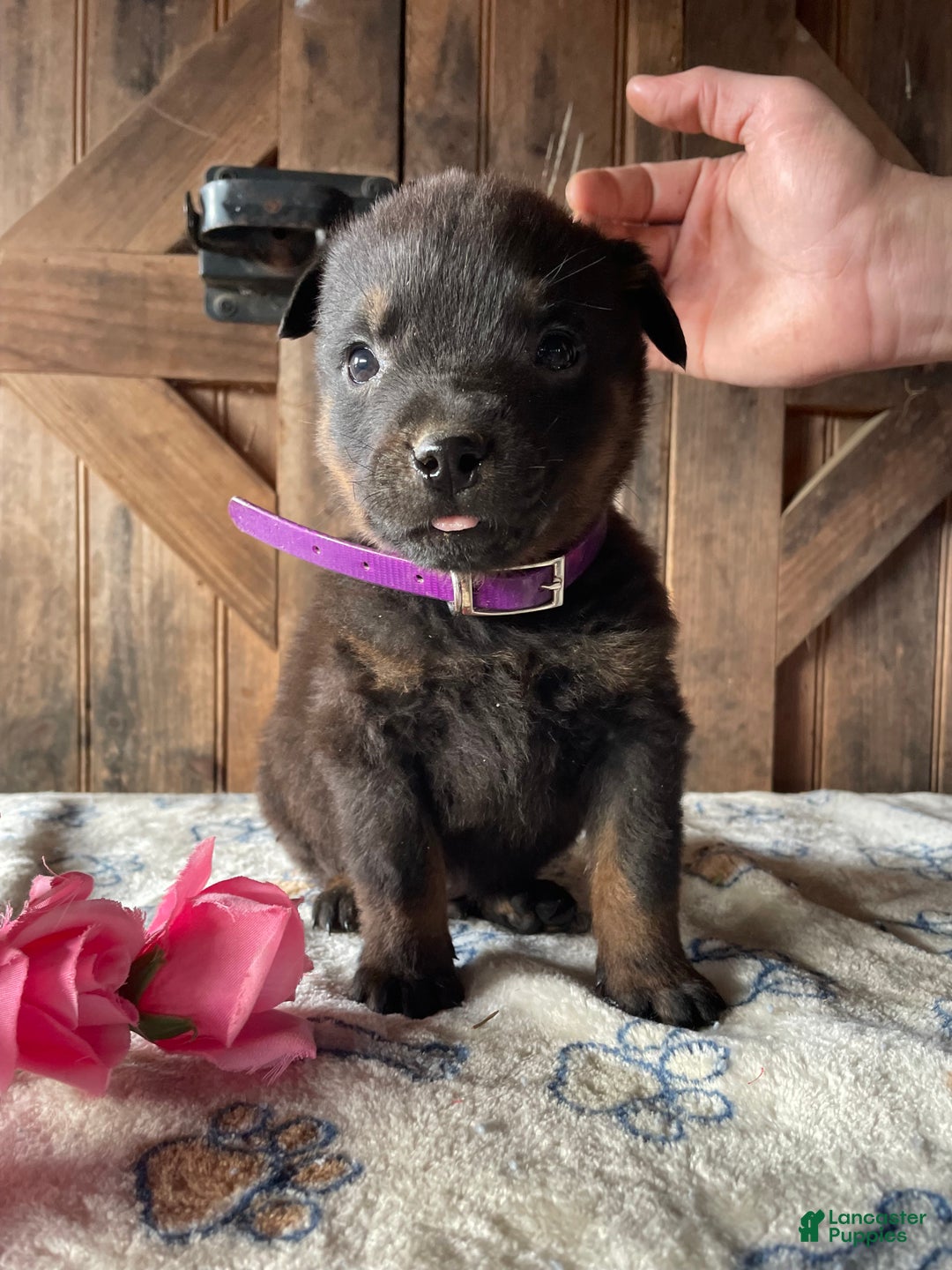 Rottweiler dogs for sale: Brutus - Ad 1