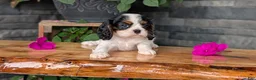 Cavalier King Charles Spaniel dogs for sale: Remi - Ad 7