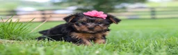 Yorkshire Terrier dogs for sale: Stella - Ad 5