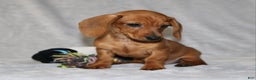 Miniature Dachshund dogs for sale: Chole - Ad 11