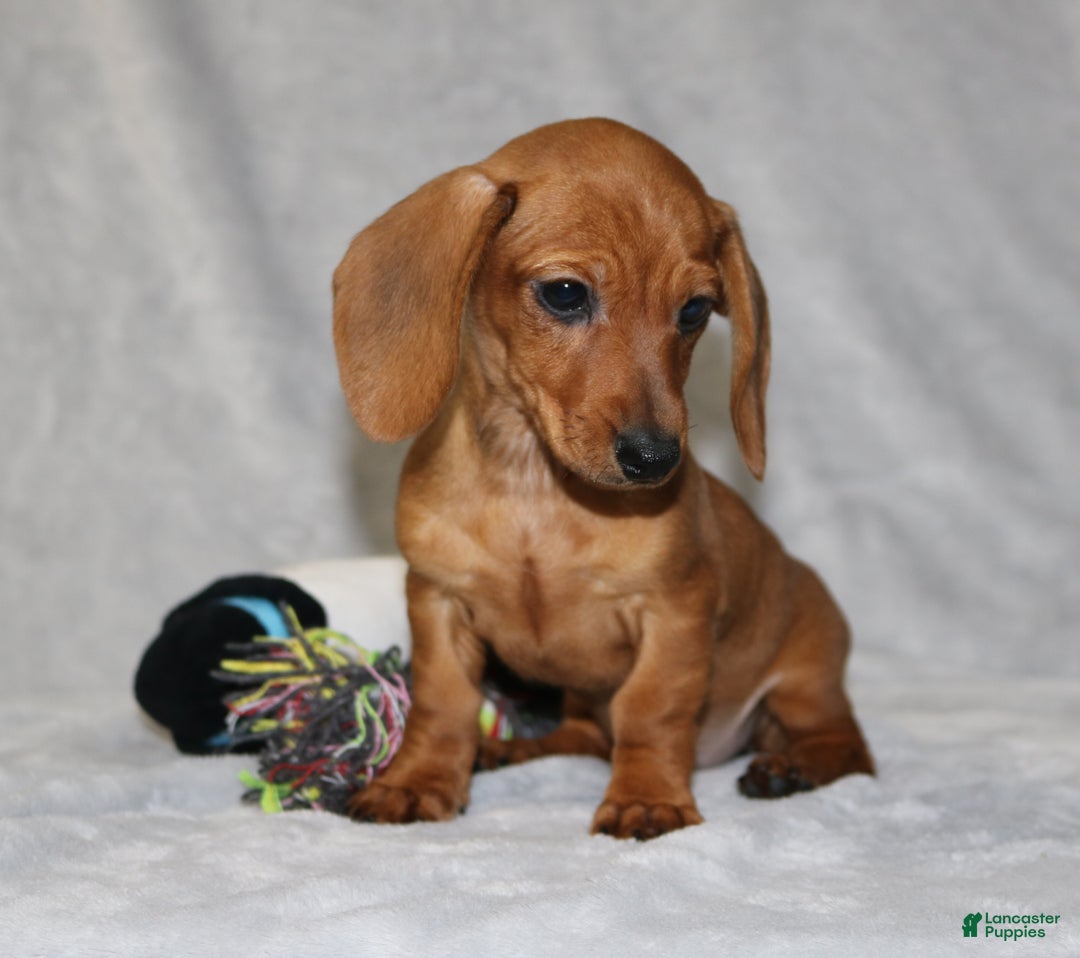 Miniature Dachshund dogs for sale: Chole - Ad 11