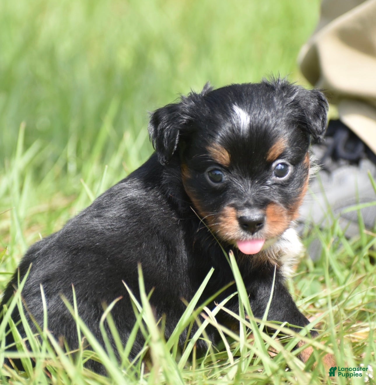 Toy Australian Shepherd dogs for sale: Toy Australian Shepherd Puppy 2 - Ad 7