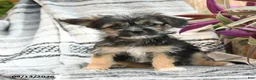 Mixed Breed dogs for sale: Bronco - Ad 5