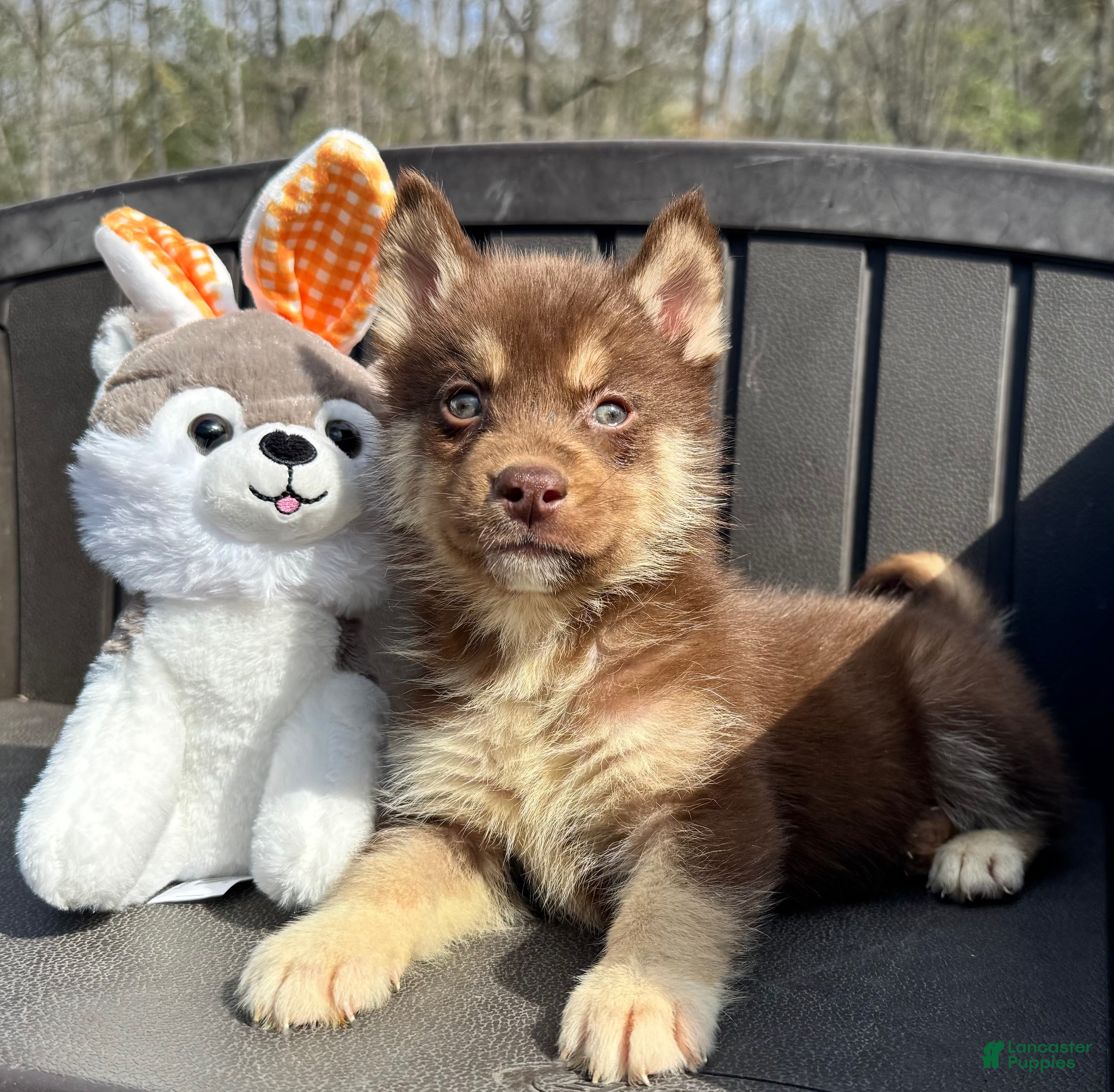 Siberian Husky dogs Quigley - Ad 18