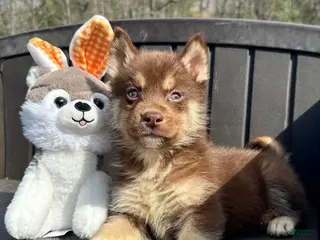 Siberian Husky dogs Quigley - Ad 18